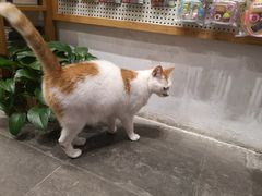 -猫的天空之城概念书店(苏州平江店)