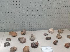 -辽宁古生物博物馆