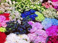 -双季花艺园艺市场(浦东店)
