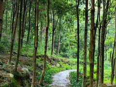 -南山植物园