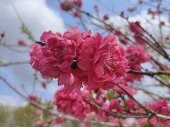 -天适樱花悠乐园