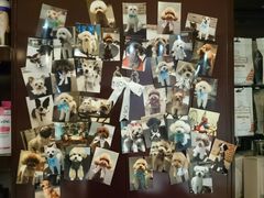 -Oh My Dog宠物沙龙(伊珊娜皮毛护理店)