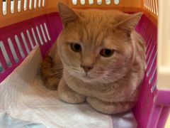 -瑞派宠物医院·犬猫全科·猫友好(宾水西道店)