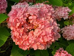 -安德鲁户外烧烤帐篷营地(马泉营店)