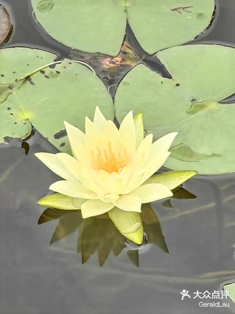 清明时节雨纷纷水里荷花真耐看