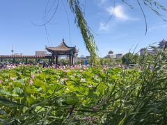 -莲花池公园