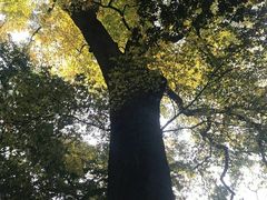 -西湖风景区十里琅珰-五云山