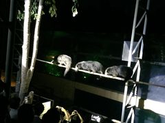 -清迈夜间动物园