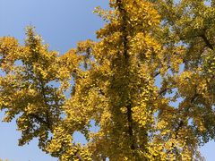 -三里屯东五街银杏大道