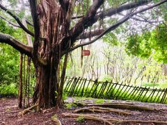 -华侨城湿地公园