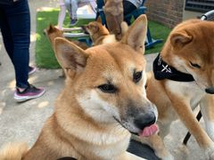 -柴犬高等学院·狗咖·柴犬售卖·宠物训练