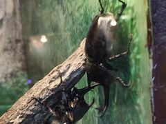 -上海大自然野生昆虫馆(东方明珠·爬宠昆虫探索中心)
