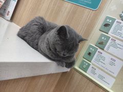 -瑞派长江宠物医院·猫科·外科·24小时夜护(谊城公寓分院)