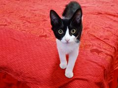 -天使宠物医院·犬猫分诊(彩虹店)