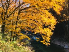 -光雾山旅游景区
