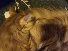 -平行世界·猫咖(首经贸店)
