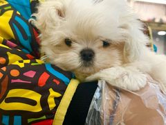 -翊宠yipet猫狗购宠庄园犬舍•猫舍