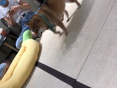 -逗柴咖啡屋·狗咖猫咖宠物桌游
