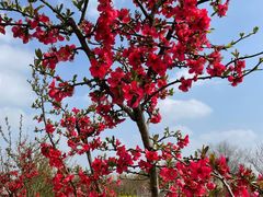 -武汉紫薇都市田园