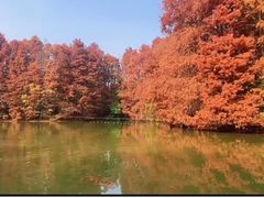 -上海海湾国家森林公园