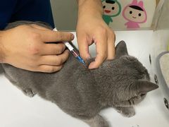 -伟伟宠物医院·CT影像中心·瑞派犬猫综合性门诊(汉口总院)