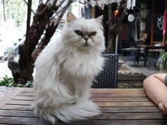 -喵屿·大理花园猫咖