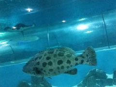 -苏州海洋馆