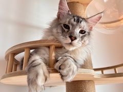 -喵zoo家庭繁育猫舍(尖东智能花园店)