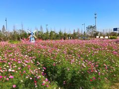 -田园东方蜜桃村的田野营地