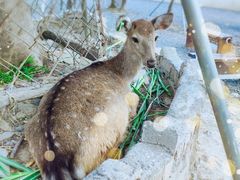 -鹿境梅花鹿生态园区