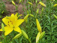 -国家植物园南园