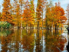 -白鹭湾湿地公园