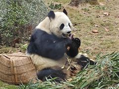 -成都动物园