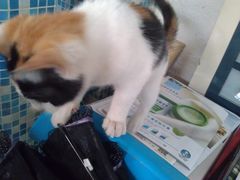 大堂-Sirena海妖日咖夜酒