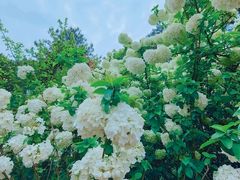 -铁山坪森林公园