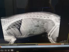-顺强宠物诊所·狂犬免疫·夜诊·骨科(嘉定店)