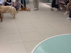 -怪兽屋·羊驼·猫咖·狗咖(俊华广场店)