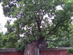 -天宁寺