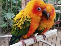 -南宫五洲植物乐园