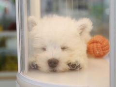 -翊宠yipet猫狗购宠庄园
