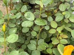 -龙大花卉苗木市场