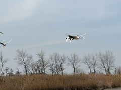 -盐城丹顶鹤湿地生态旅游区