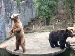 -贵州森林野生动物园