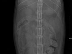 -宠颐生猫科·内科皮肤科(西平世纪城店)