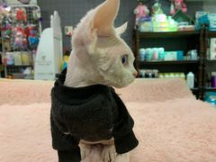 -十年猫舍·猫咪专门店(普陀店)