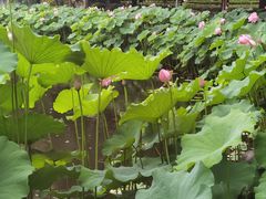 -陈家山荷花公园