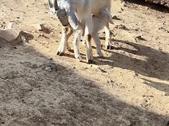 -石家庄市动物园