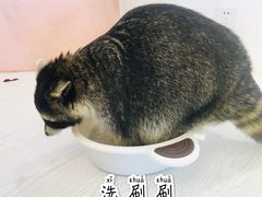 -浣熊柯尔鸭土拨鼠·电玩咖
