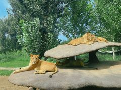 -北京野生动物园