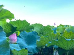 -苏堤停车场